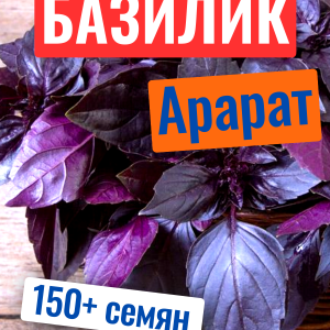 Базилик армянский арарат