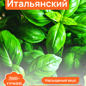 Базилик Итальянский