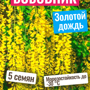 Бобовник золотой дождь семена