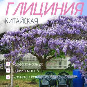 Глициния китайская семена