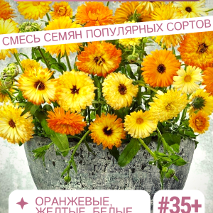 Календула семена