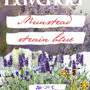 Лаванда Munstead семена