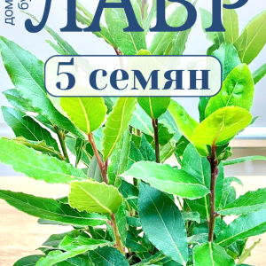 Лавр семена