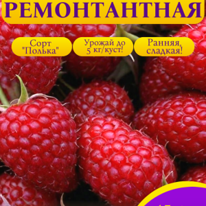 Малина ремонтантная Полька 15+ семян