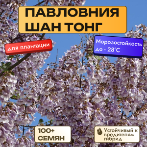 Павловния Шан Тонг - семена