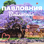Павловния Войлочная семена