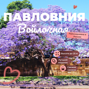 Павловния Войлочная семена