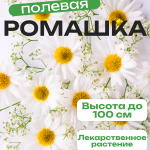 Ромашка белая полевая семена