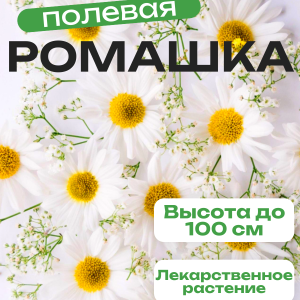 Ромашка белая полевая семена