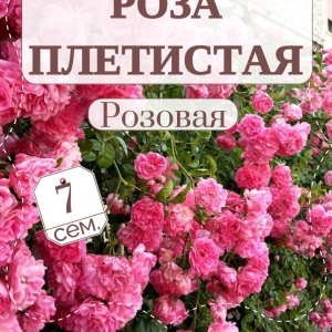 Роза плетистая розовая семена
