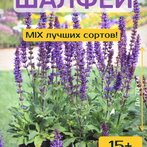 Шалфей микс семена_главная