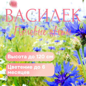 Василек семена